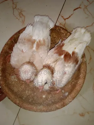 গররা বেবি জোড়া