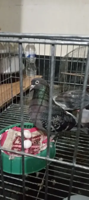 কবুতর বিক্রি করা হবে,ভালো জাতের কবুতর,