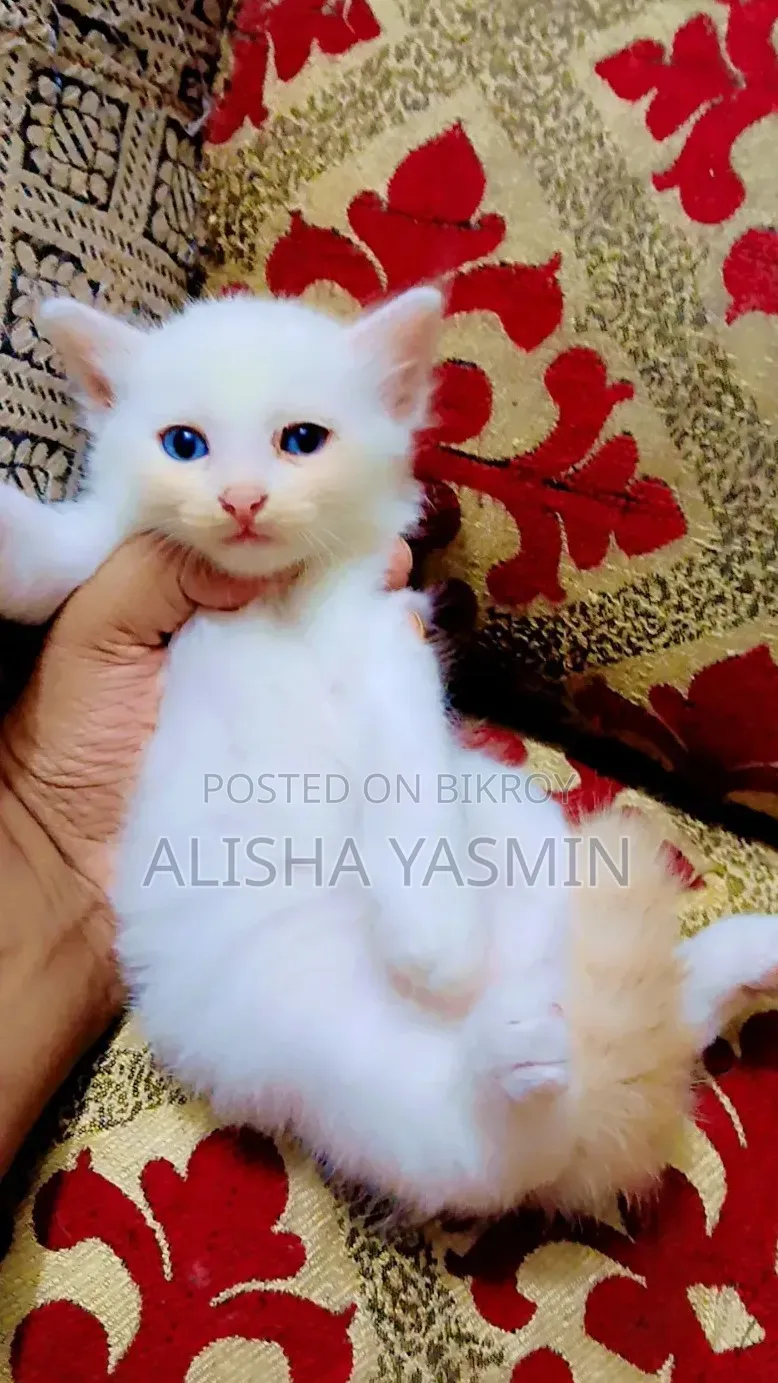 0-1 Month Female Mixed Breed Persian Cat