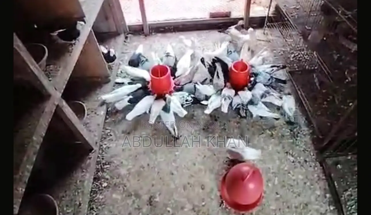 কিছু দেশী এবং গ্রিবাজ কবুতর