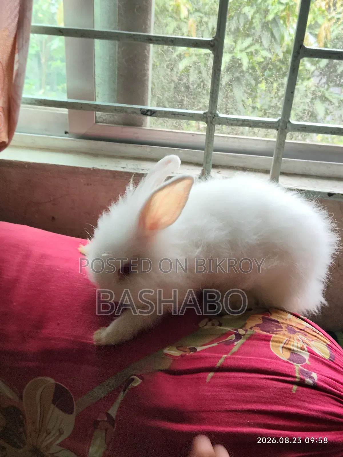 এংগোরা খরগোশ