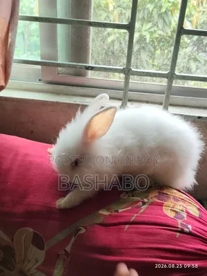 Angora Rabbit