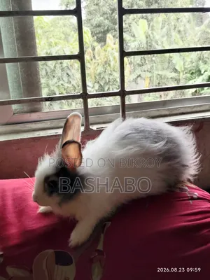 এংগোরা খরগোশ