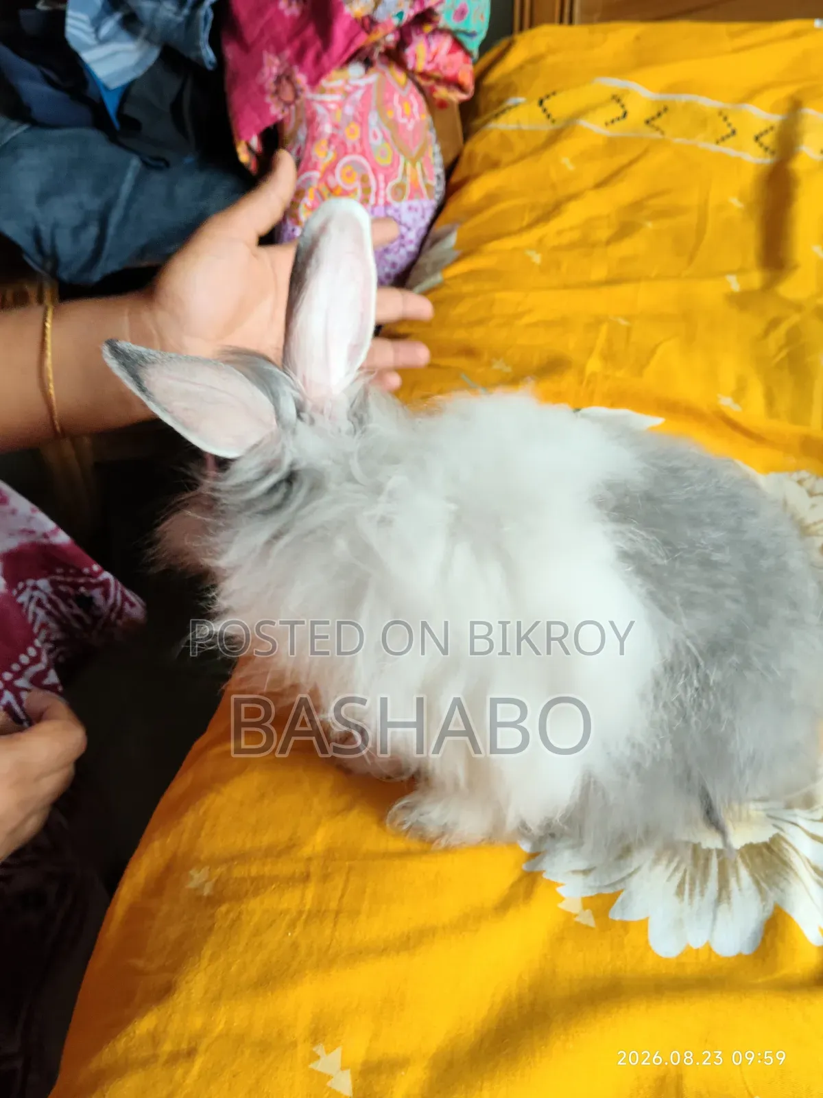 এংগোরা খরগোশ