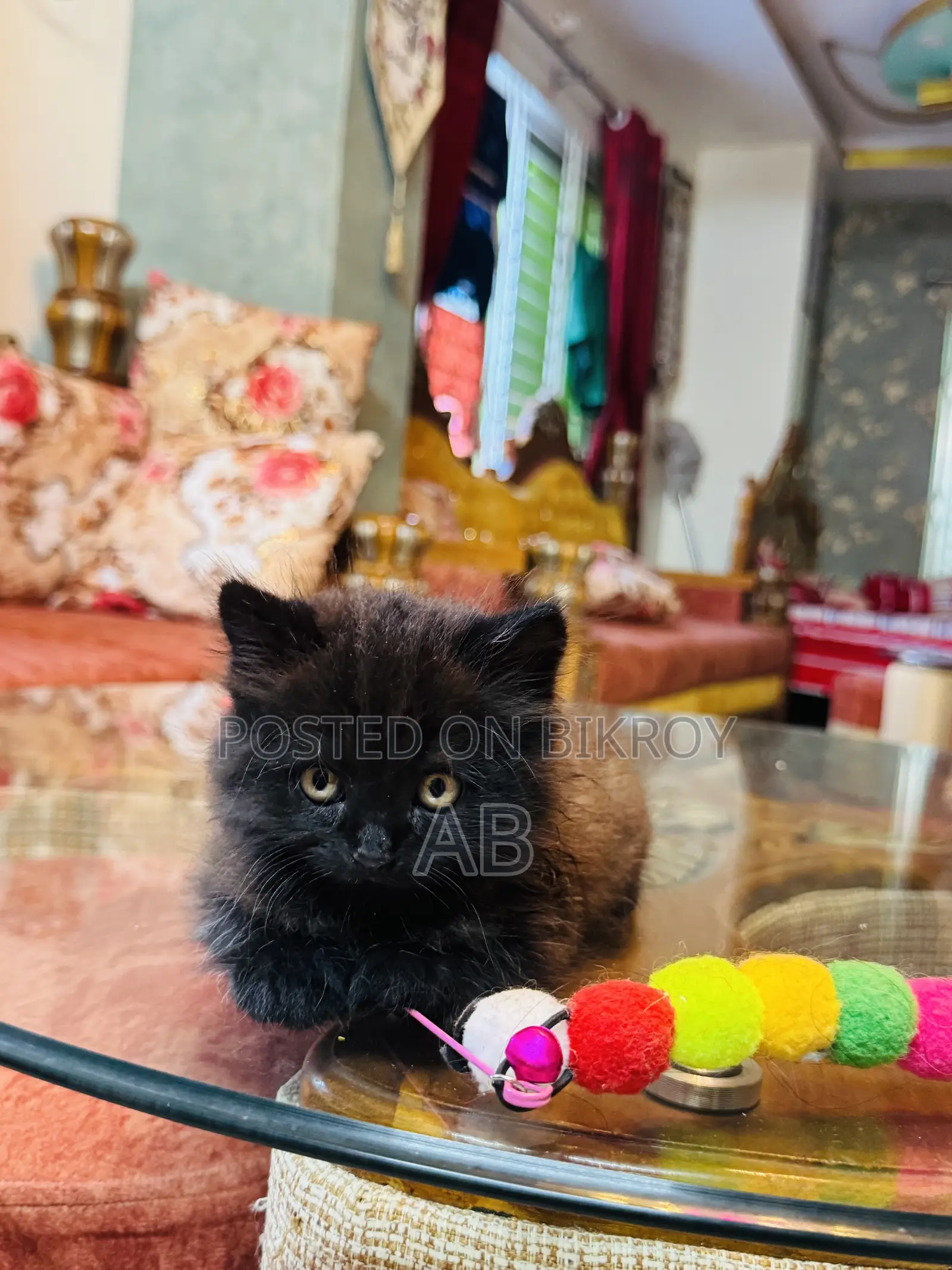 0-1 month Male Purebred Persian
