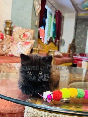 0-1 month Male Purebred Persian