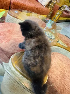 0-1 month Male Purebred Persian