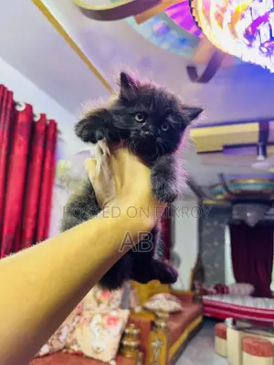 0-1 month Male Purebred Persian