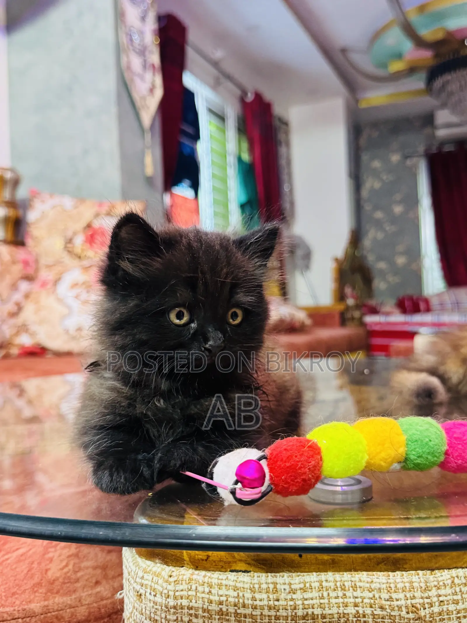 0-1 month Male Purebred Persian
