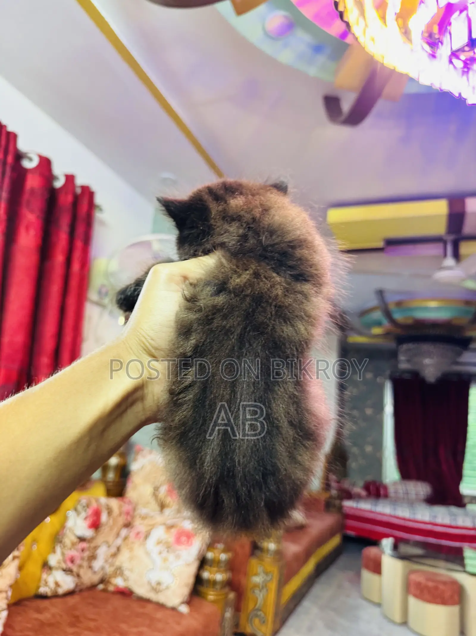0-1 month Male Purebred Persian