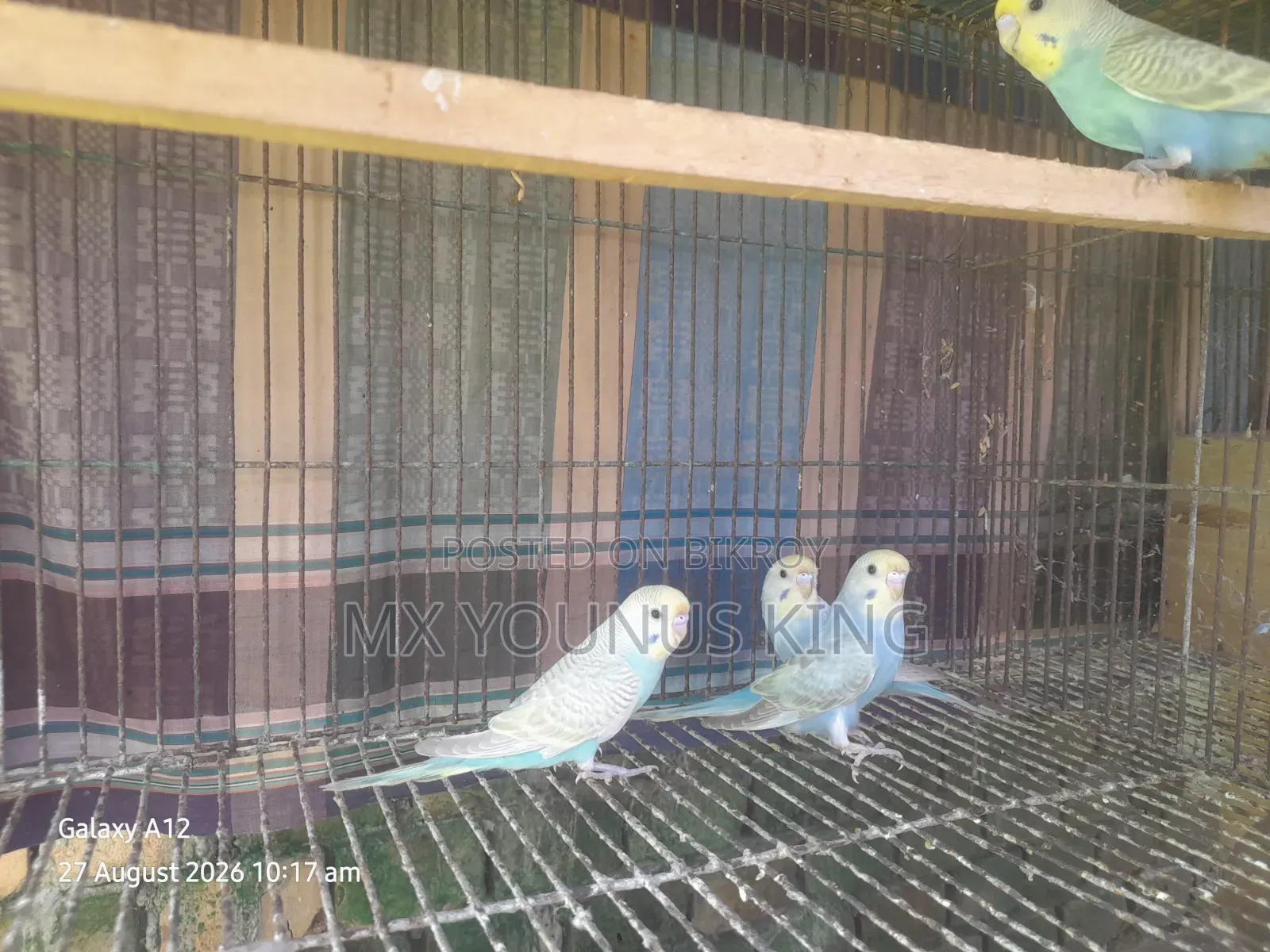 চার পিছ বেবি রেইনবো + বাংলিশ এর কোর্স