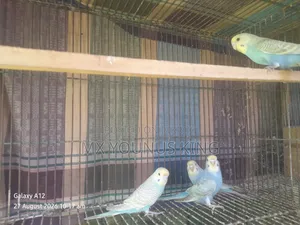 চার পিছ বেবি রেইনবো + বাংলিশ এর কোর্স