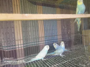 চার পিছ বেবি রেইনবো + বাংলিশ এর কোর্স