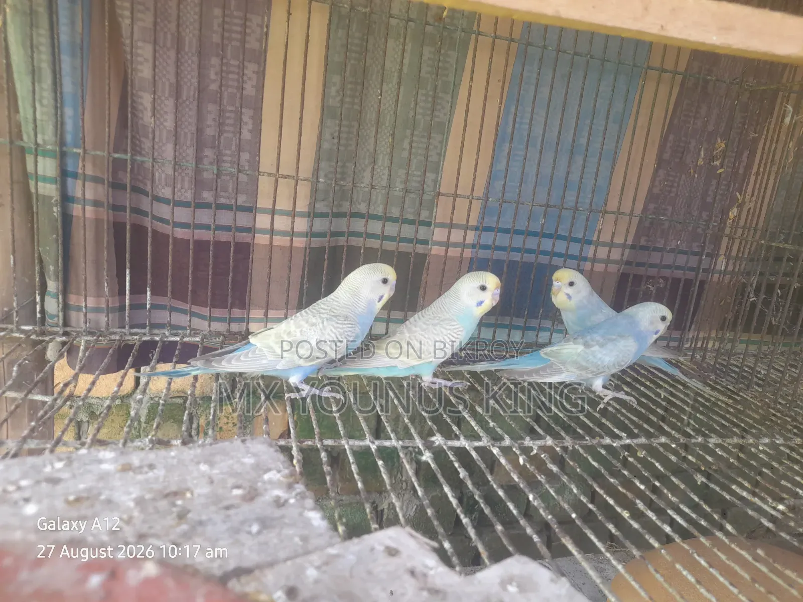 চার পিছ বেবি রেইনবো + বাংলিশ এর কোর্স
