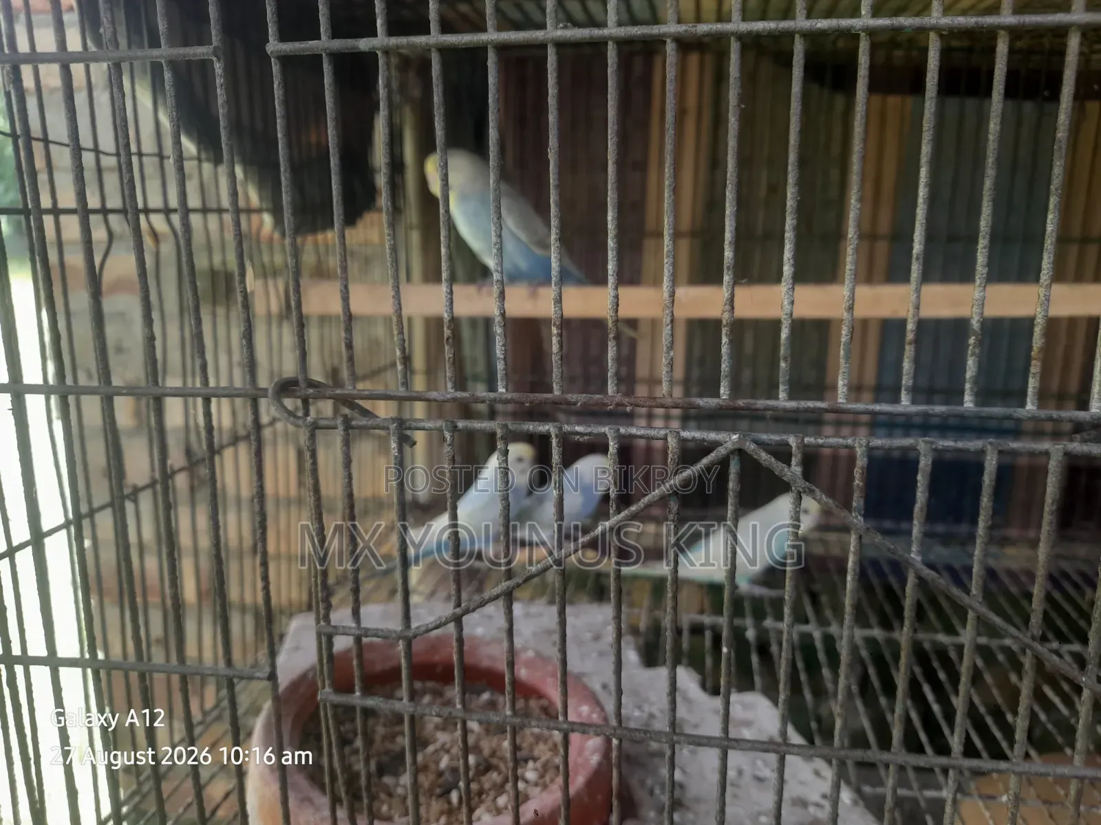 চার পিছ বেবি রেইনবো + বাংলিশ এর কোর্স