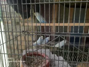 চার পিছ বেবি রেইনবো + বাংলিশ এর কোর্স