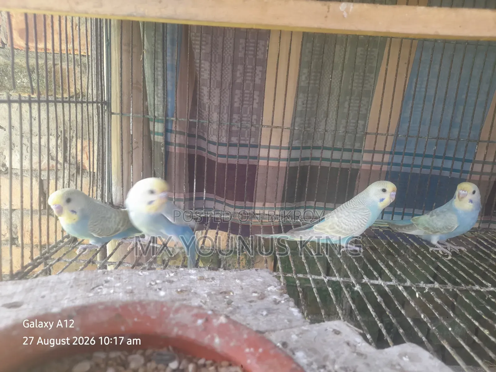 চার পিছ বেবি রেইনবো + বাংলিশ এর কোর্স