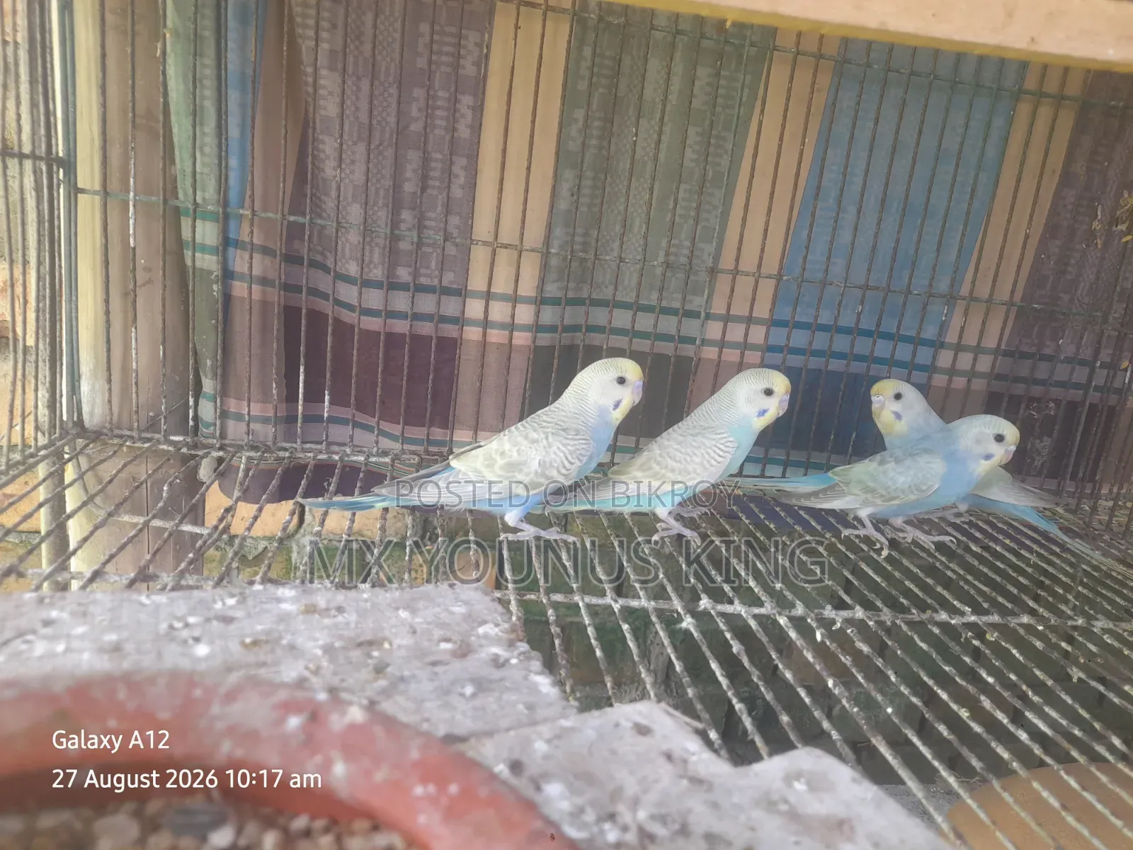 চার পিছ বেবি রেইনবো + বাংলিশ এর কোর্স