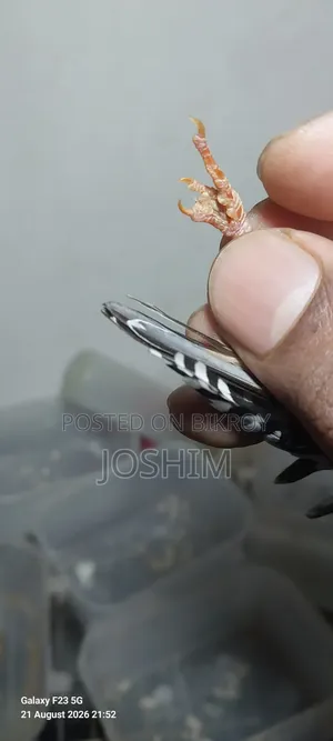 Zebra Finch Running Male