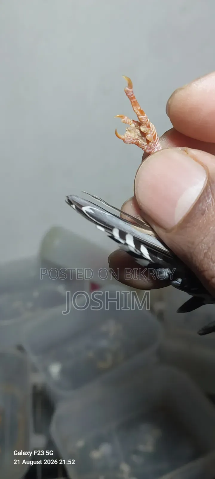 Zebra Finch Running Male