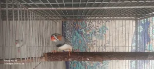 Zebra Finch Running Male
