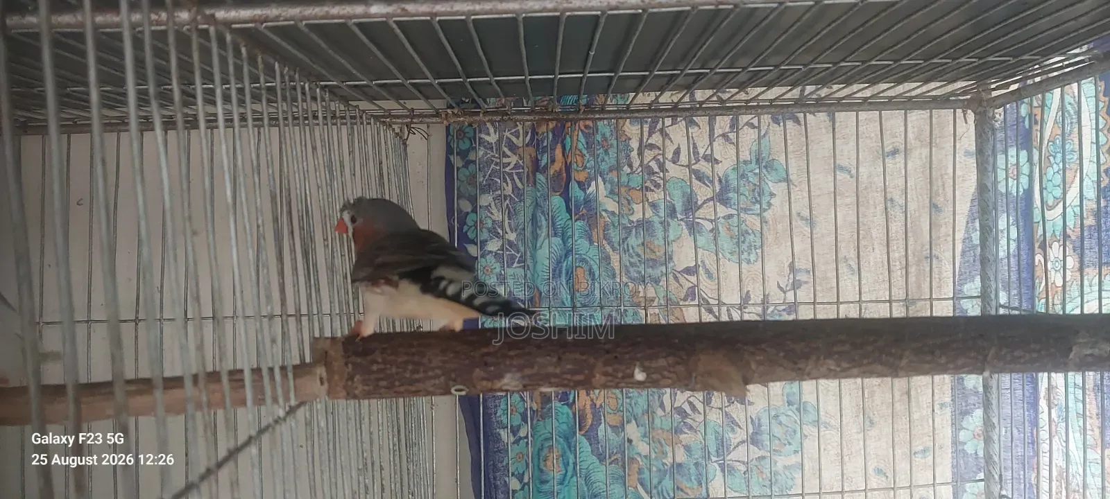 Zebra Finch Running Male