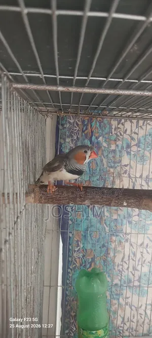 Zebra Finch Running Male