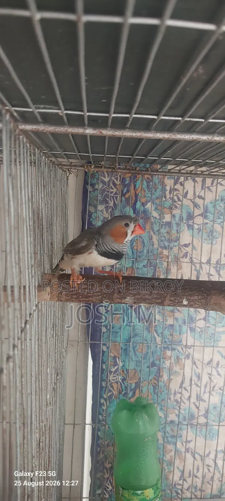Zebra Finch Running Male