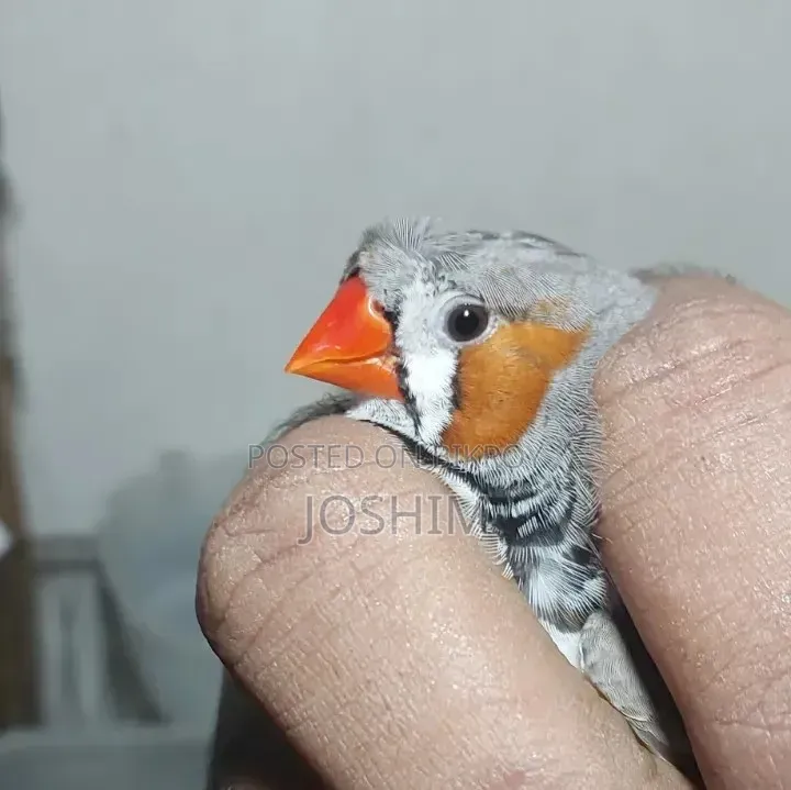 Zebra Finch Running Male