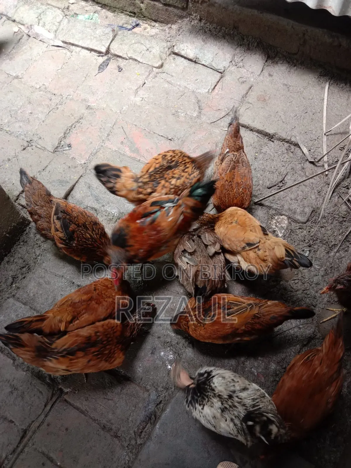 কিছু দেশি মোরগ মুরগী বিক্রি হবে