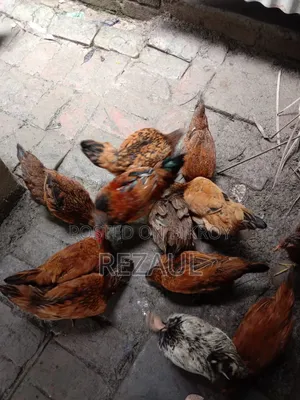 কিছু দেশি মোরগ মুরগী বিক্রি হবে