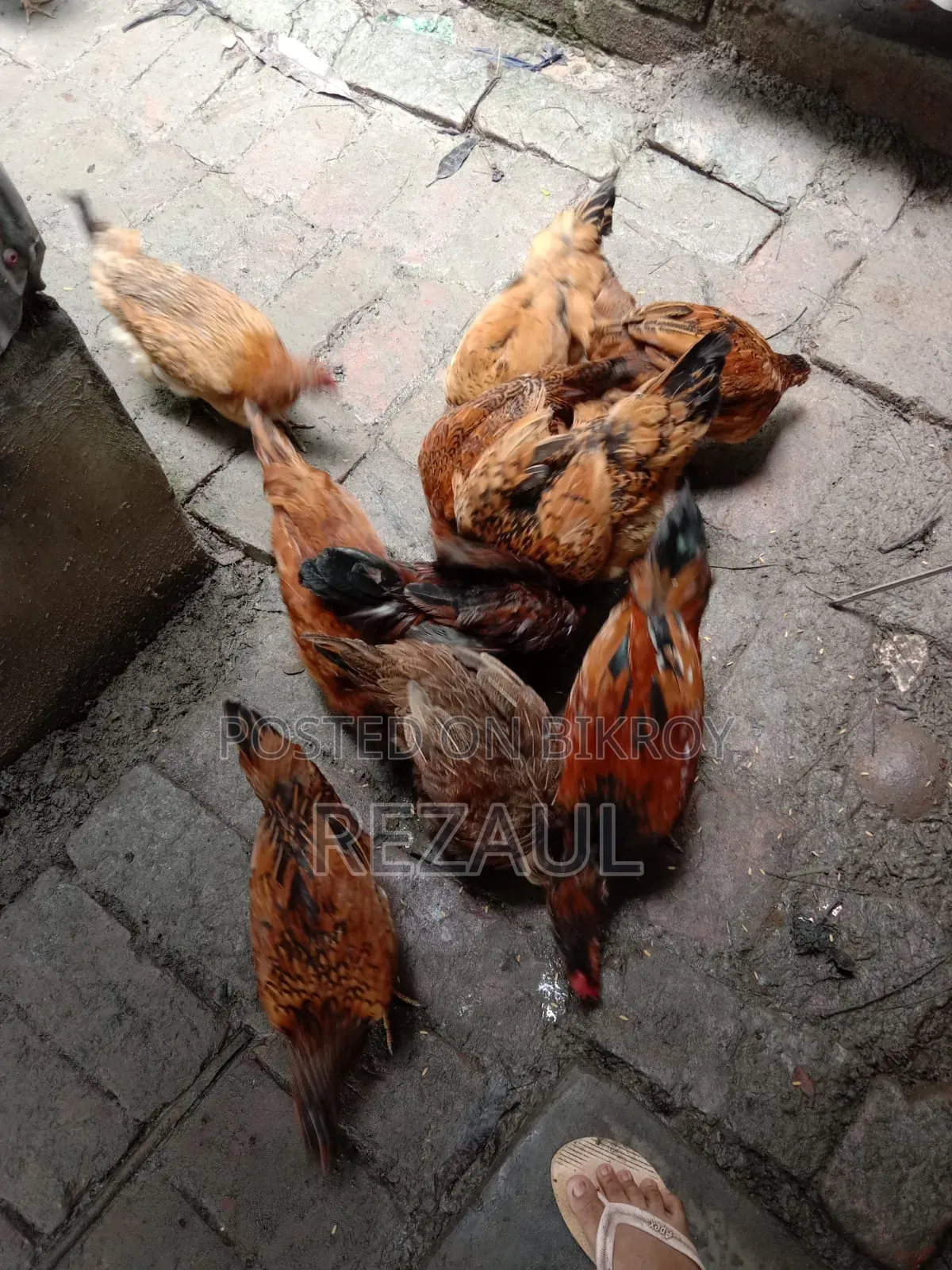 কিছু দেশি মোরগ মুরগী বিক্রি হবে