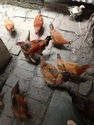কিছু দেশি মোরগ মুরগী বিক্রি হবে