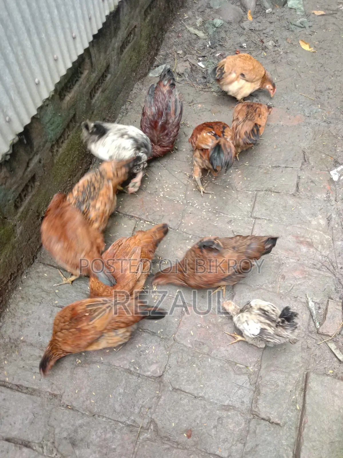 কিছু দেশি মোরগ মুরগী বিক্রি হবে