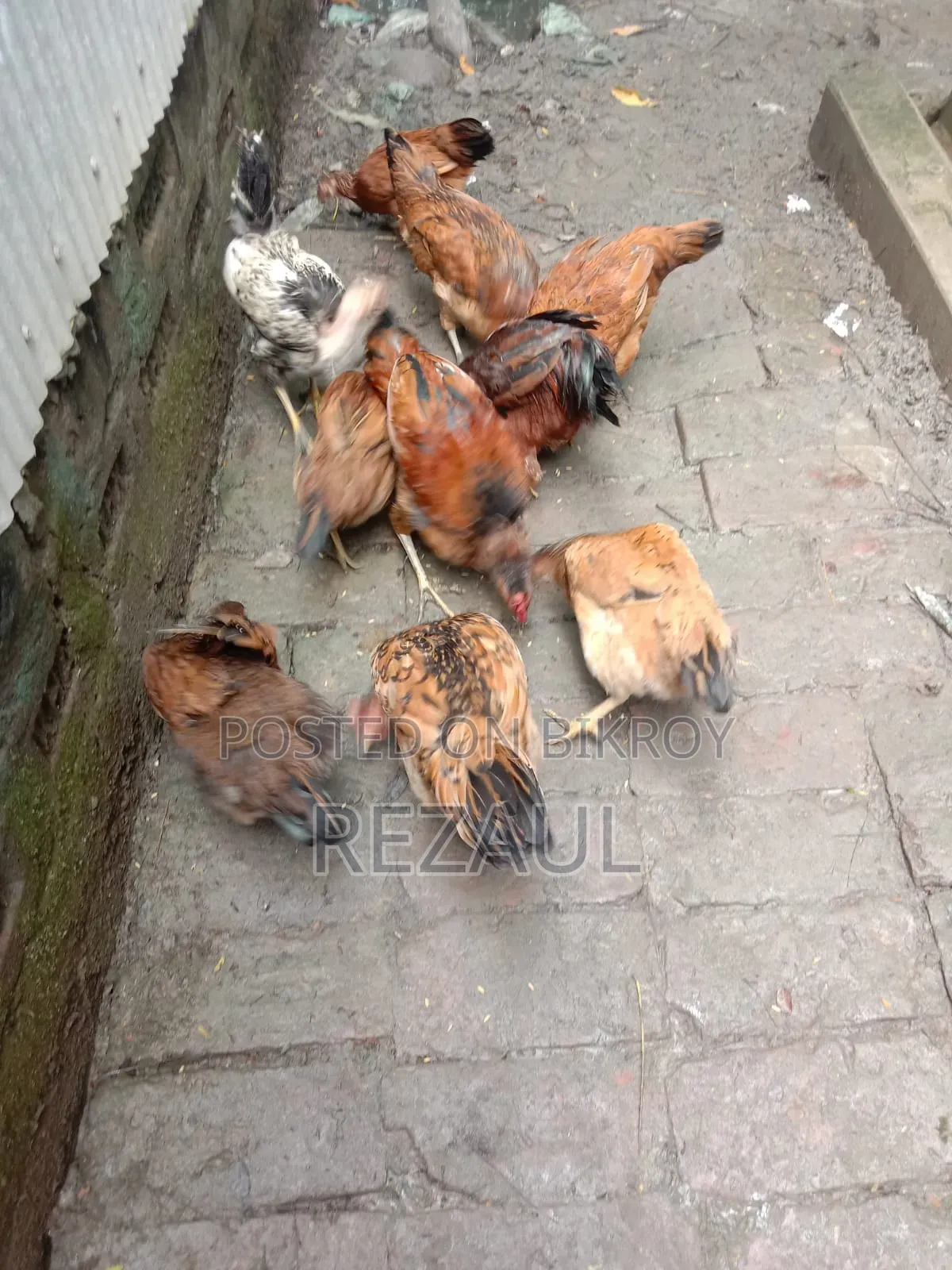 কিছু দেশি মোরগ মুরগী বিক্রি হবে