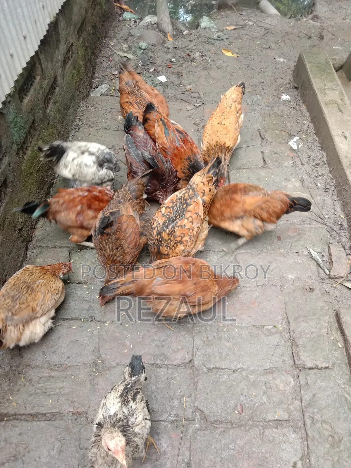 কিছু দেশি মোরগ মুরগী বিক্রি হবে