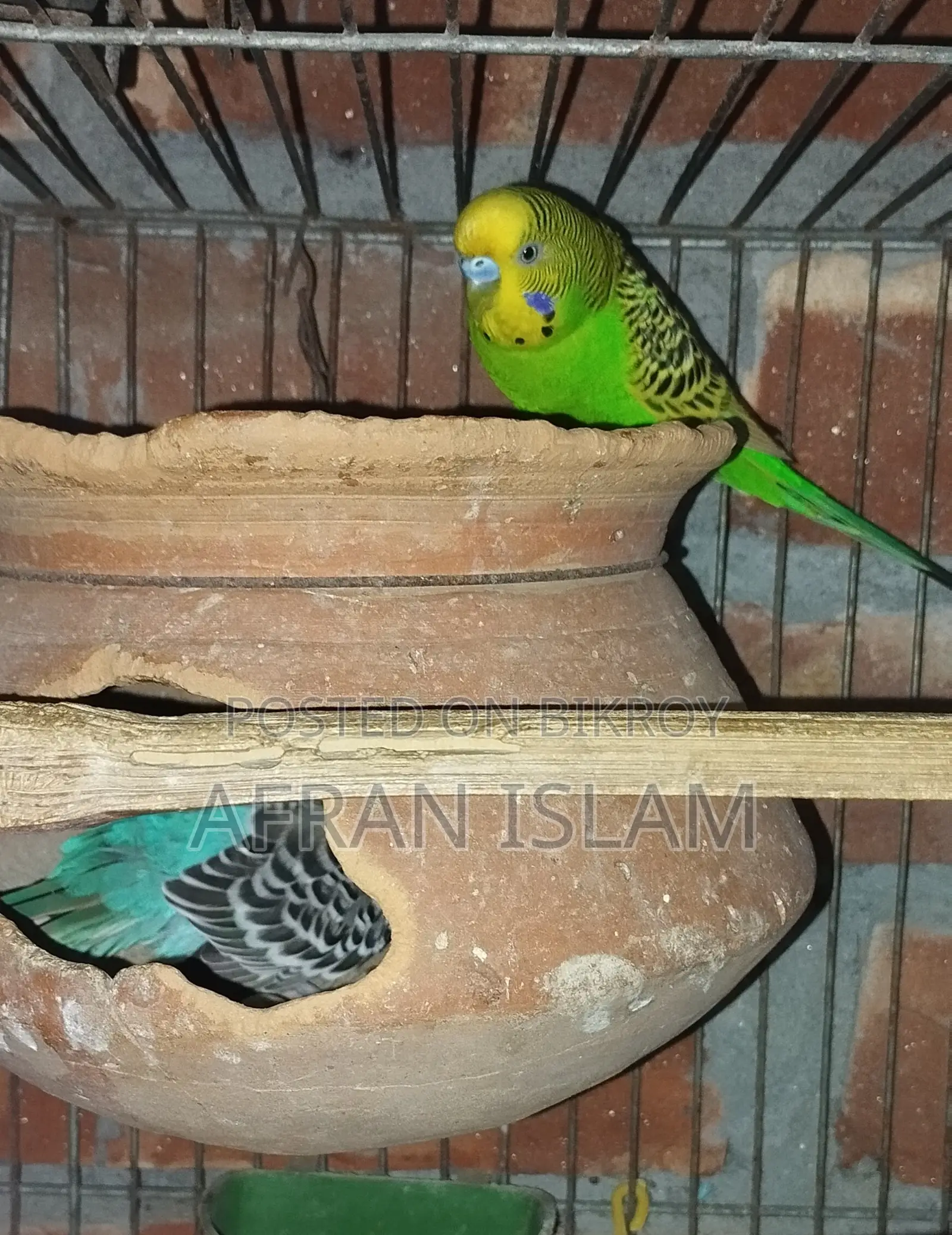 রানিং বাজুরিকা পাখি