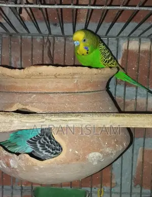 রানিং বাজুরিকা পাখি