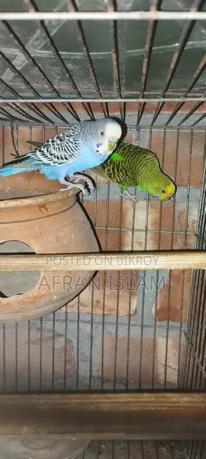 রানিং বাজুরিকা পাখি