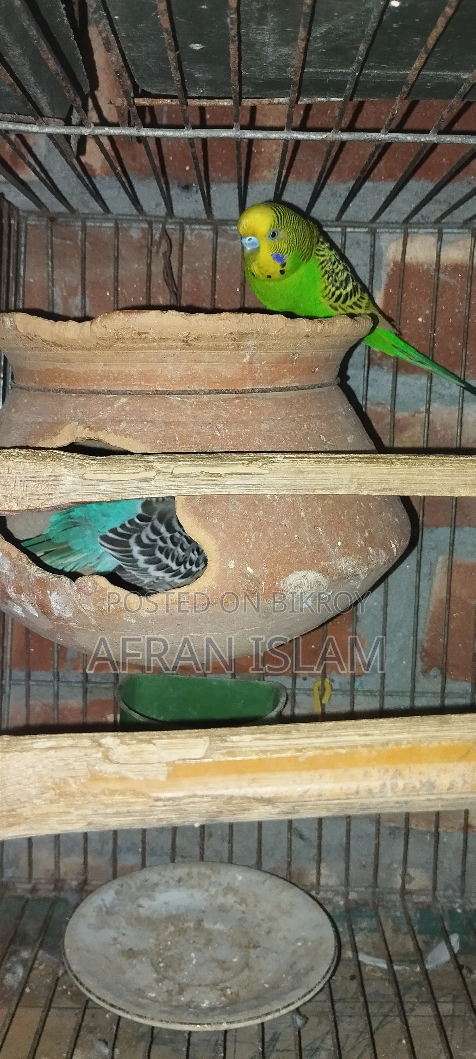 রানিং বাজুরিকা পাখি