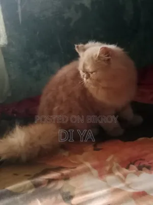 3-6 months Female Purebred Persian