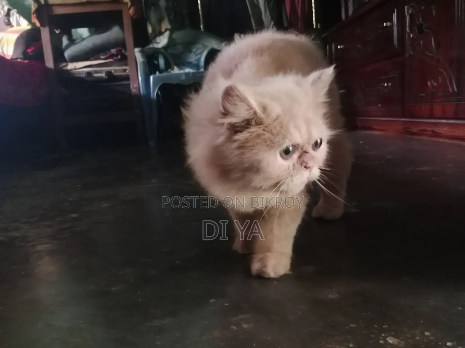 3-6 months Female Purebred Persian