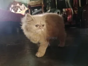3-6 months Female Purebred Persian