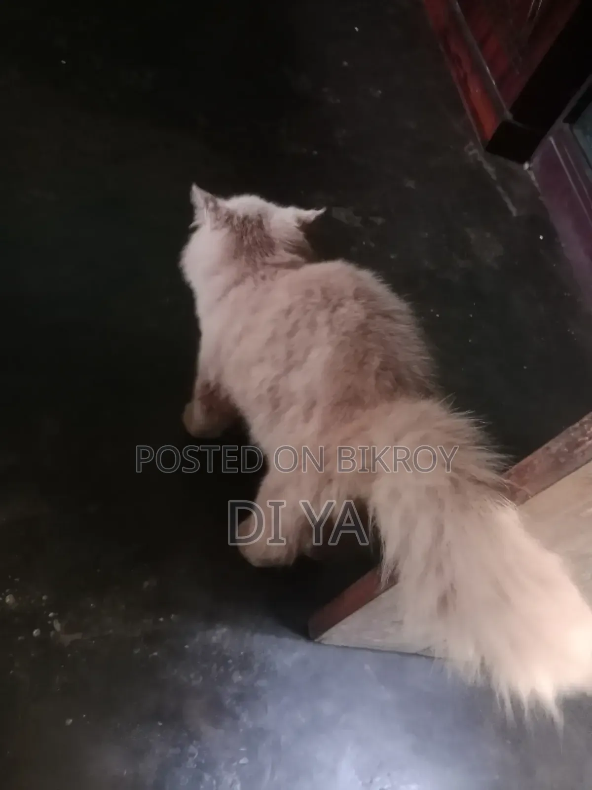 3-6 months Female Purebred Persian