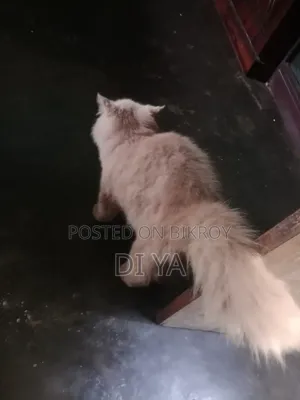 3-6 months Female Purebred Persian
