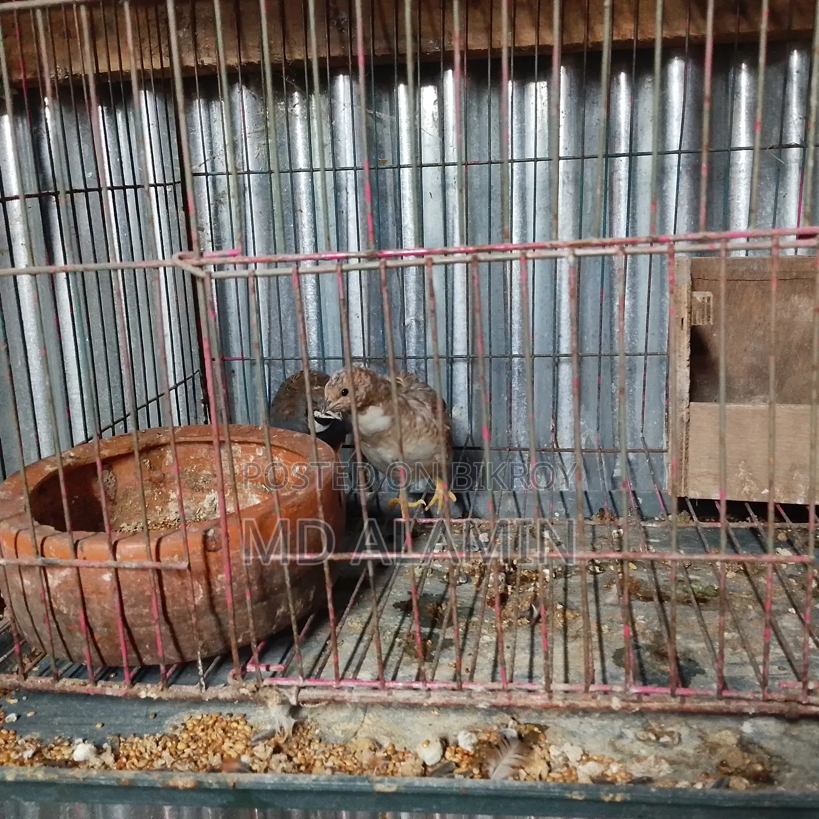 রানিং কিং কোয়েল
