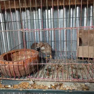 রানিং কিং কোয়েল