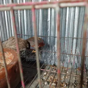 রানিং কিং কোয়েল