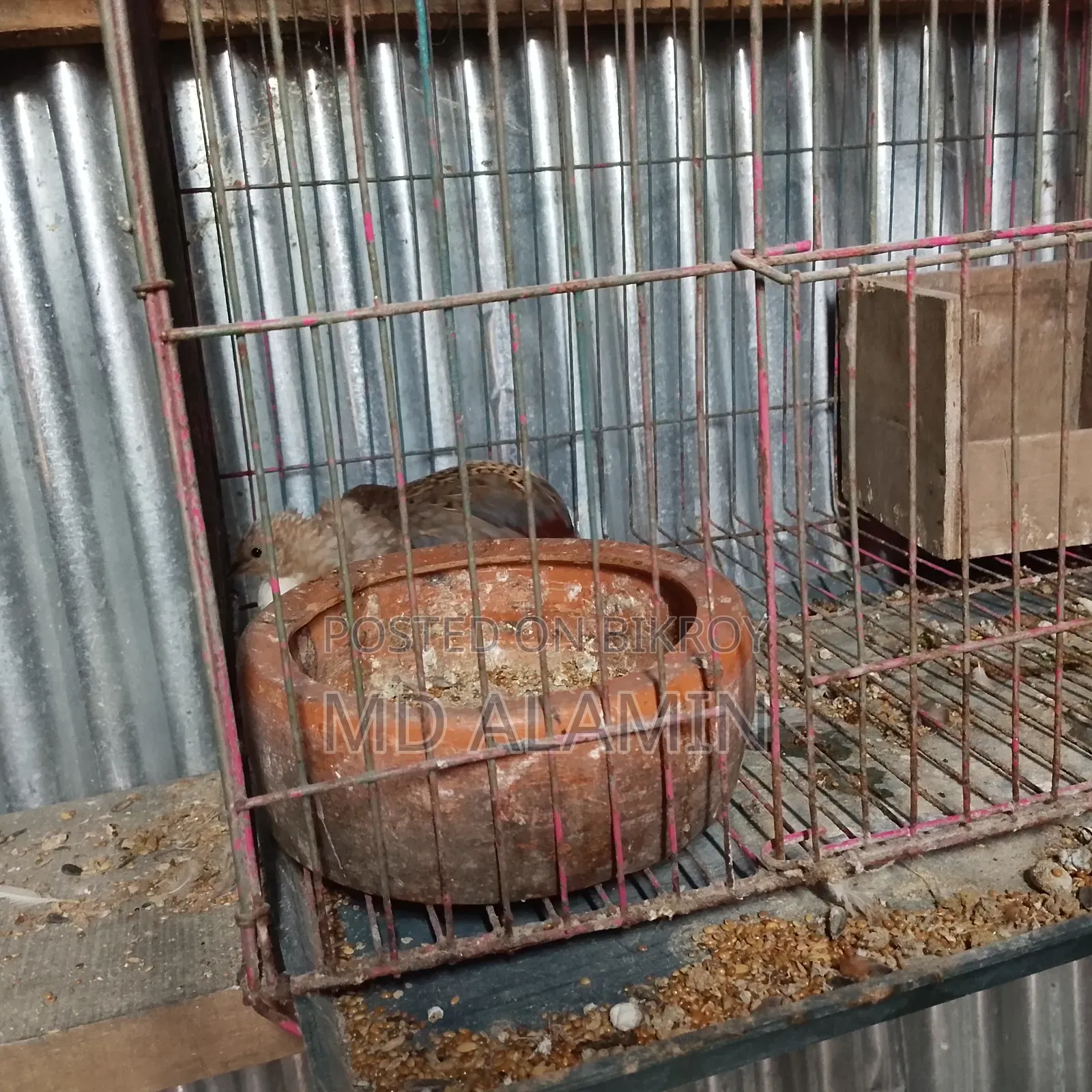 রানিং কিং কোয়েল