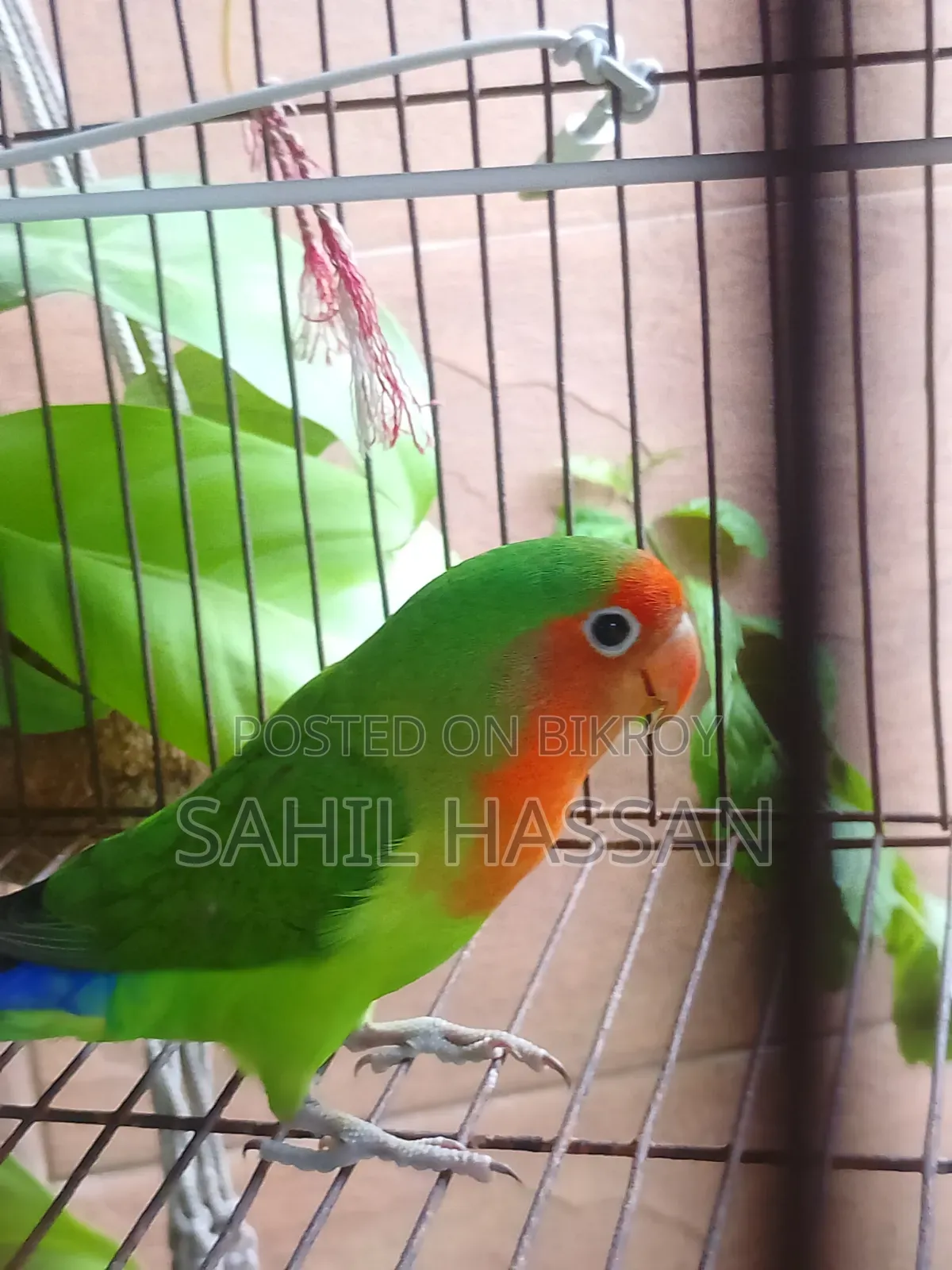 Agapornis Roseicollis Lovebird (Female)